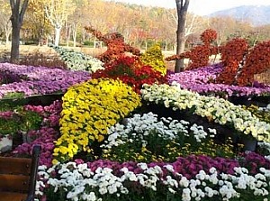 대구수목원 국화전시회